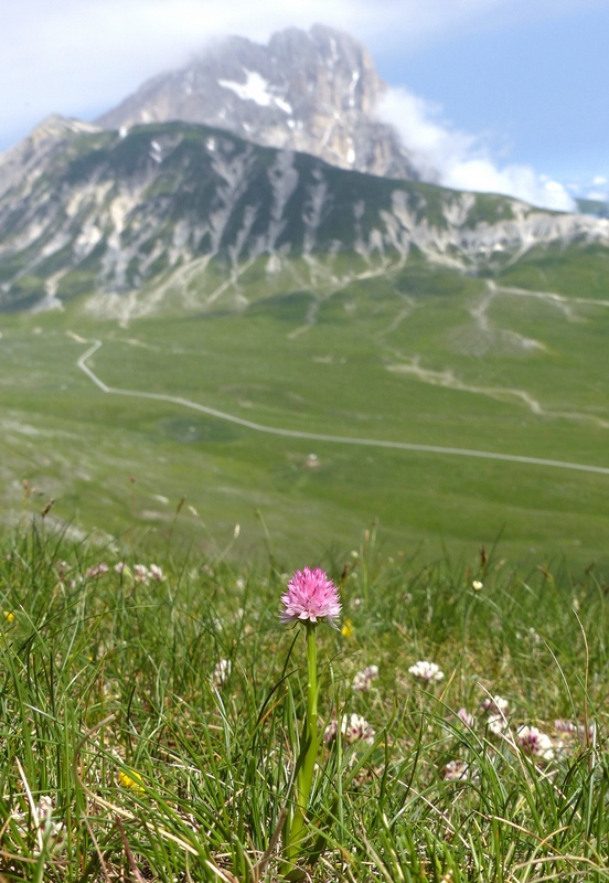 Nigritella widderi: probabile nuova stazione nellaquilano  29 giugno 2023.